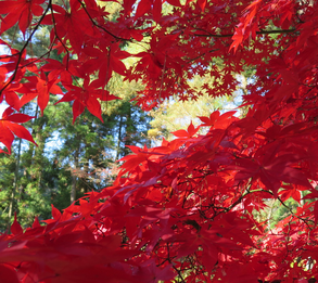 Momiji